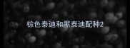 棕色泰迪和黑泰迪配种
