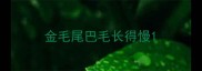 金毛尾巴毛长得慢