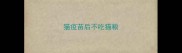 猫疫苗后不吃猫粮