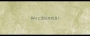 猫咪去医院做检查