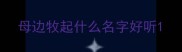 母边牧起什么名字好听