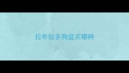 拉布拉多狗盆买哪种