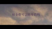 哈士奇可以吃牛奶吗