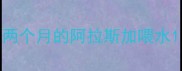 两个月的阿拉斯加喂水