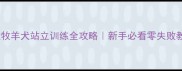 边境牧羊犬站立训练全攻略新手必看零失败教程