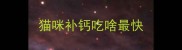 猫咪补钙吃啥最快