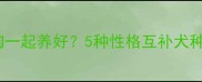 边牧和什么狗一起养好5种性格互补犬种及饲养指南