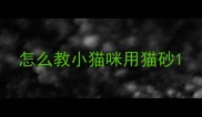 怎么教小猫咪用猫砂