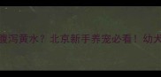 2个月大哈士奇腹泻黄水北京新手养宠必看幼犬肠胃护理全攻略