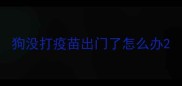 狗没打疫苗出门了怎么办