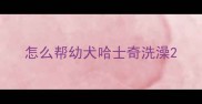 怎么帮幼犬哈士奇洗澡