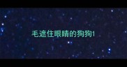 毛遮住眼睛的狗狗