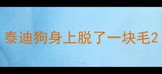 泰迪狗身上脱了一块毛