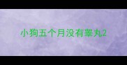 小狗五个月没有睾丸
