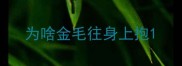 为啥金毛往身上抱