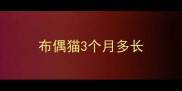 布偶猫3个月多长