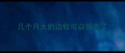 几个月大的边牧可以领养了
