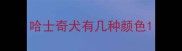 哈士奇犬有几种颜色