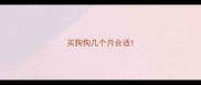 买狗狗几个月合适
