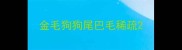 金毛狗狗尾巴毛稀疏