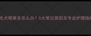 金毛犬眼屎多怎么办5大常见原因及专业护理指南