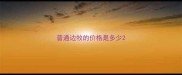 普通边牧的价格是多少