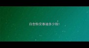 白色杂交泰迪多少钱