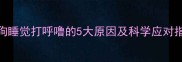 狗狗睡觉打呼噜的5大原因及科学应对指南