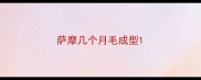 萨摩几个月毛成型