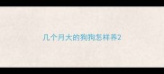 几个月大的狗狗怎样养
