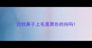 边牧鼻子上毛是黑色的纯吗