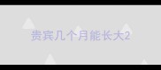 贵宾几个月能长大