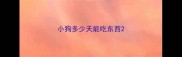 小狗多少天能吃东西