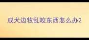 成犬边牧乱咬东西怎么办