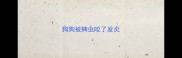 狗狗被蜱虫咬了发炎