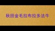 秋田金毛拉布拉多法牛