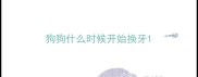狗狗什么时候开始换牙
