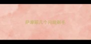 萨摩耶几个月能剃毛