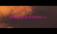 狗狗突然变得特别粘人