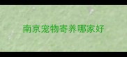南京宠物寄养哪家好