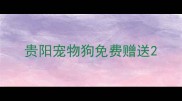 贵阳宠物狗免费赠送