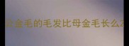 公金毛的毛发比母金毛长么