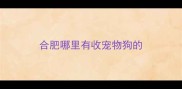 合肥哪里有收宠物狗的