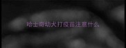 哈士奇幼犬打疫苗注意什么