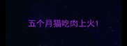 五个月猫吃肉上火