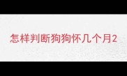 怎样判断狗狗怀几个月