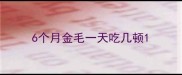 6个月金毛一天吃几顿