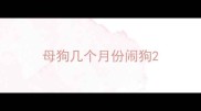 母狗几个月份闹狗