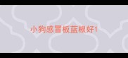 小狗感冒板蓝根好