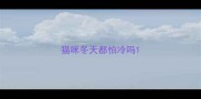 猫咪冬天都怕冷吗